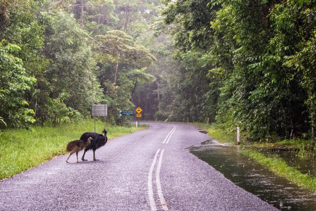 Adventure in the Tropical Jungle: Daintree Rainforest Awaits